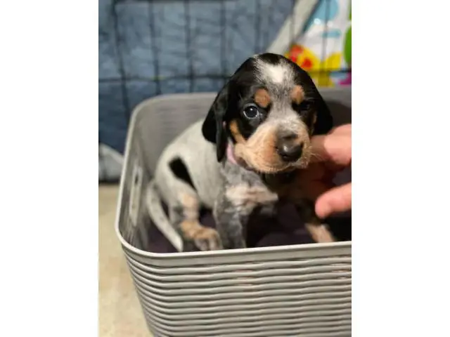 Litter of Purebreed Bluetick coonhound puppies for sale - 9/22