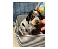 Litter of Purebreed Bluetick coonhound puppies for sale - 9