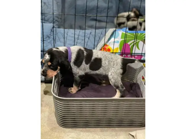 Litter of Purebreed Bluetick coonhound puppies for sale - 10/22