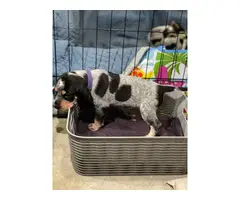 Litter of Purebreed Bluetick coonhound puppies for sale - 10