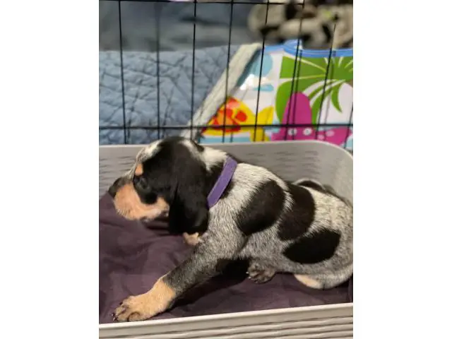 Litter of Purebreed Bluetick coonhound puppies for sale - 11/22
