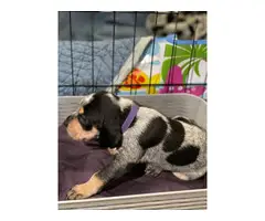 Litter of Purebreed Bluetick coonhound puppies for sale - 11