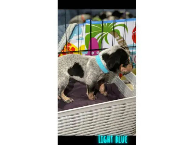 Litter of Purebreed Bluetick coonhound puppies for sale - 13/22