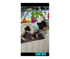 Litter of Purebreed Bluetick coonhound puppies for sale - 13