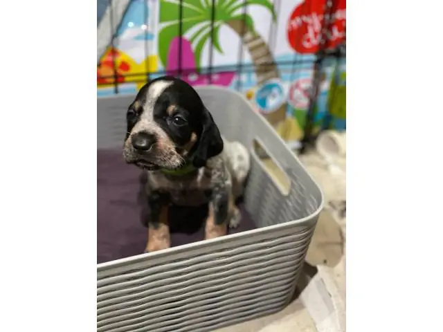 Litter of Purebreed Bluetick coonhound puppies for sale - 14/22