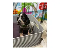 Litter of Purebreed Bluetick coonhound puppies for sale - 14