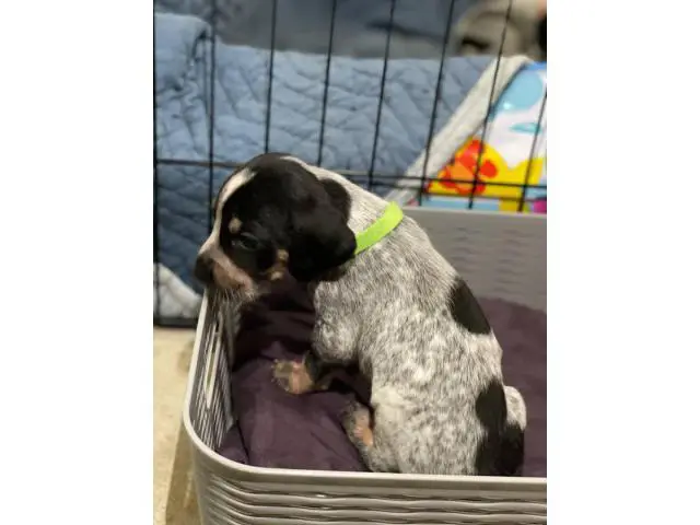 Litter of Purebreed Bluetick coonhound puppies for sale - 16/22