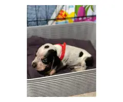 Litter of Purebreed Bluetick coonhound puppies for sale - 17