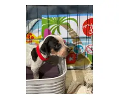 Litter of Purebreed Bluetick coonhound puppies for sale - 18