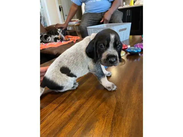 Litter of Purebreed Bluetick coonhound puppies for sale - 19/22