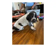 Litter of Purebreed Bluetick coonhound puppies for sale - 19