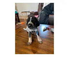 Litter of Purebreed Bluetick coonhound puppies for sale - 20