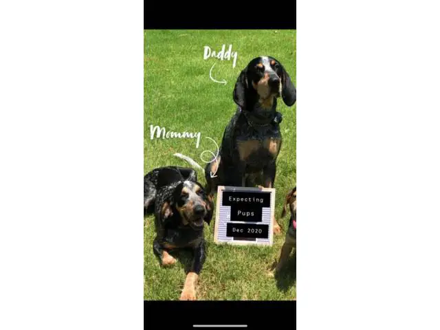 Litter of Purebreed Bluetick coonhound puppies for sale - 22/22