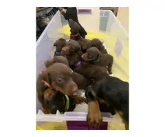 10 Purebred Doberman pinscher puppies for sale