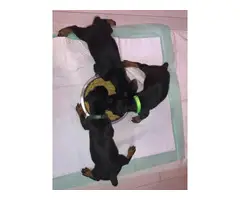 10 Purebred Doberman pinscher puppies for sale - 4