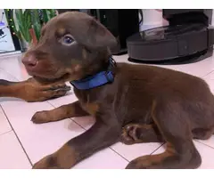 10 Purebred Doberman pinscher puppies for sale - 6
