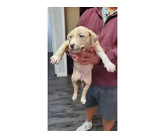 Female pitbull puppy - 2