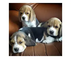Three healthy beagle puppies for sale