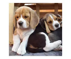Three healthy beagle puppies for sale - 2