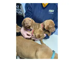 7 Vizsla puppies rehoming