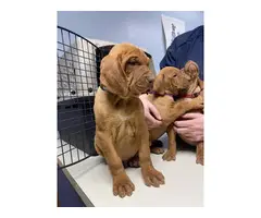 7 Vizsla puppies rehoming - 3