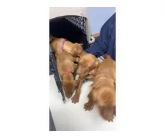 7 Vizsla puppies rehoming - 5