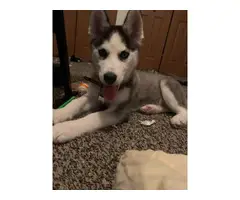 Male husky puppy with Akc papers