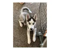 Male husky puppy with Akc papers - 3