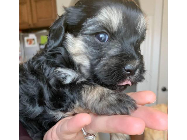 3 Yorkie Poodle Puppies For Sale Boise Puppies For Sale Near Me