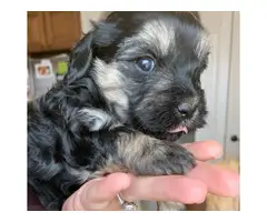 3 Yorkie Poodle Puppies for Sale - 2