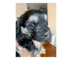 3 Yorkie Poodle Puppies for Sale - 6
