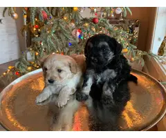 3 Yorkie Poodle Puppies for Sale - 9