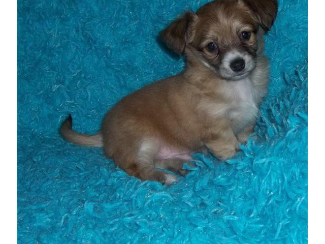 4 playful Chihuahua puppies in Miami, Florida Puppies