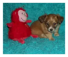 4 playful Chihuahua puppies - 2