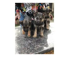 3 German Shepherd Puppies Available
