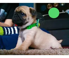 Female apricot Pug puppy for adoption - 1