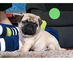Female apricot Pug puppy for adoption - 4