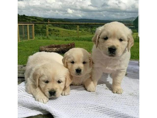 Cute females and Males Golden retriever puppies for