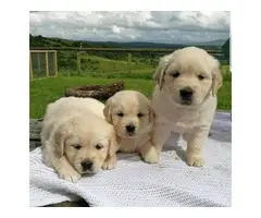 Cute females and Males Golden retriever puppies for rehoming