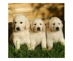 Cute females and Males Golden retriever puppies for rehoming - 2