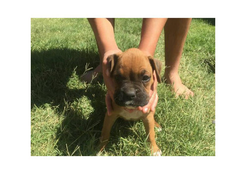 Purebred Boxer Puppies to good homes