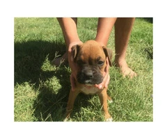 Purebred Boxer Puppies to good homes