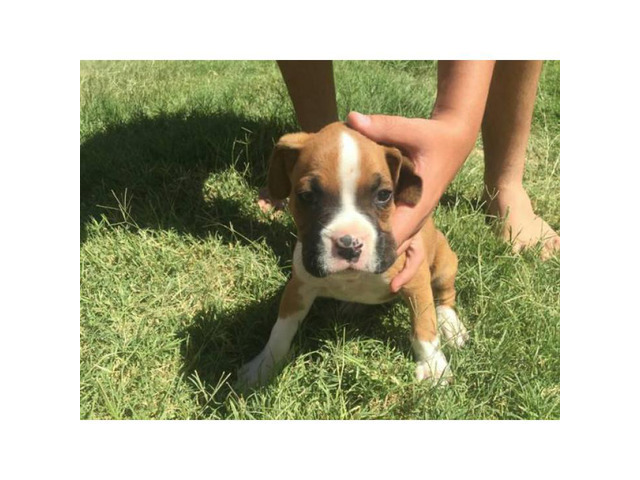 Purebred Boxer Puppies to good homes in Albuquerque, New