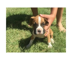 Purebred Boxer Puppies to good homes - 2