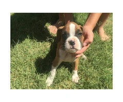 Purebred Boxer Puppies to good homes - 3