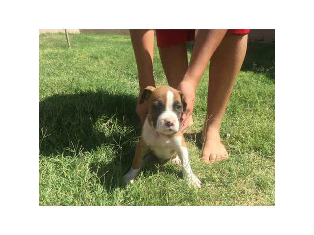 Purebred Boxer Puppies to good homes in Albuquerque, New