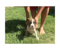 Purebred Boxer Puppies to good homes - 4