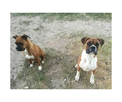 Purebred Boxer Puppies to good homes - 5