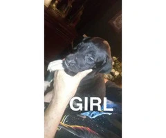 7 great dane puppies available - 3