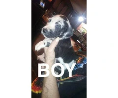 7 great dane puppies available - 8